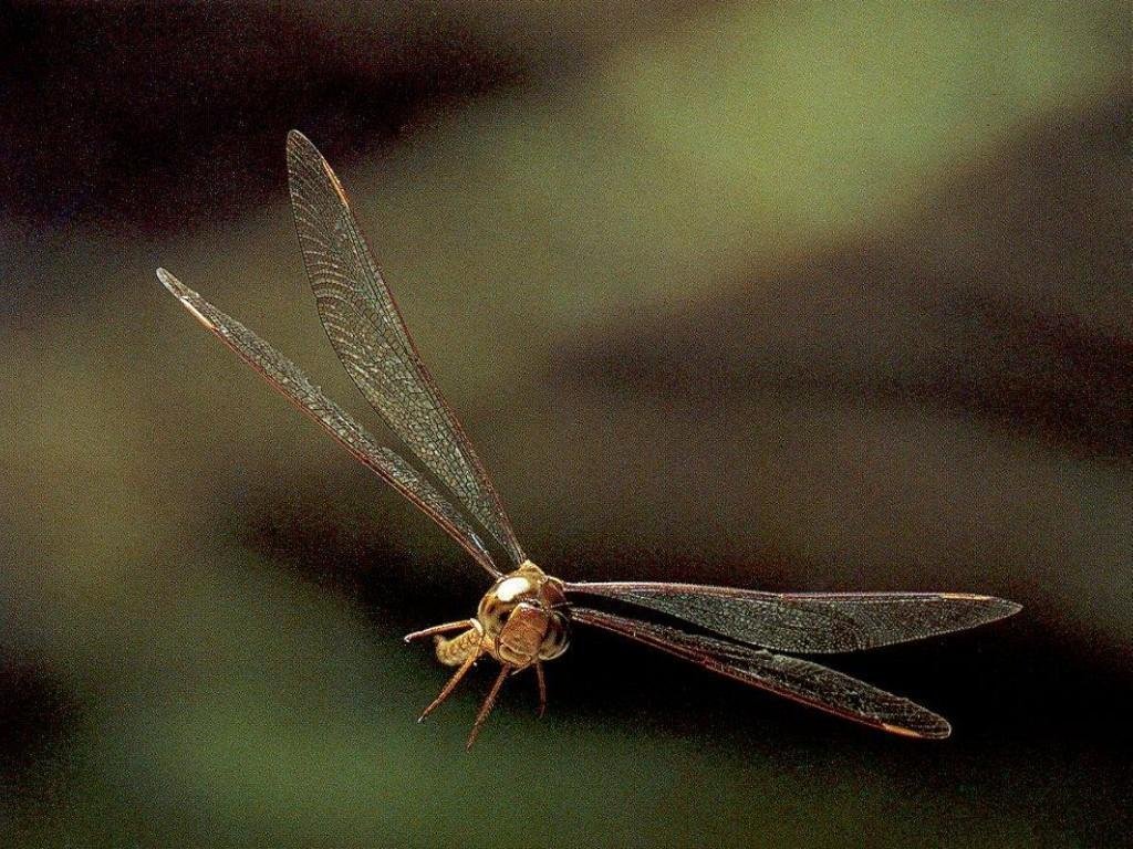 Libellules - 002